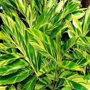 PHP-ALPINIA ZUR. VARIEGATA