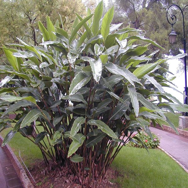 PHP-ALPINIA ZURUMBET - Image 5