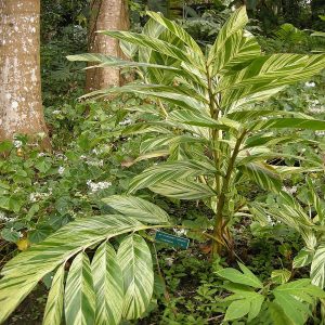 PHP-ALPINIA ZURUMBET