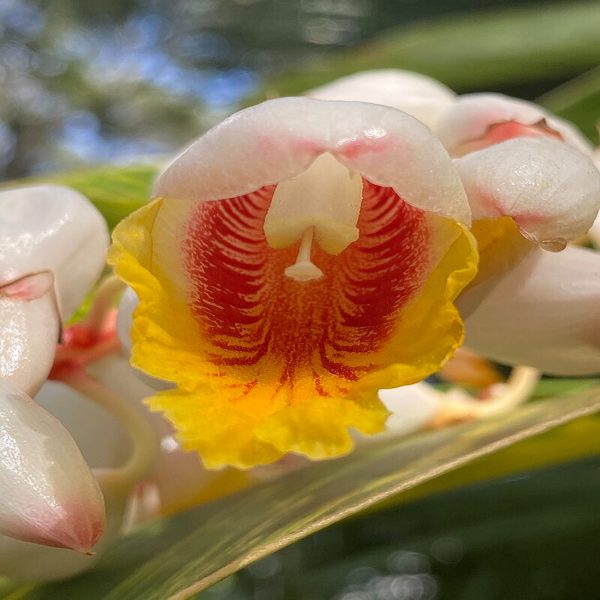 PHP-ALPINIA ZURUMBET - Image 3