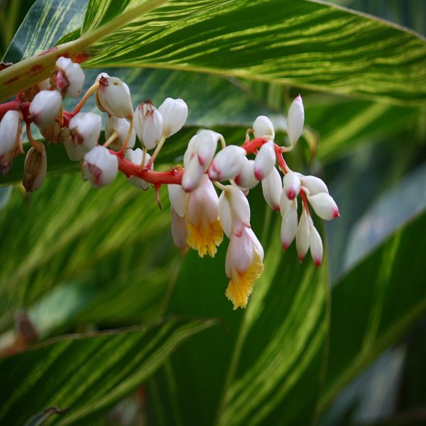 PHP-ALPINIA ZURUMBET - Image 4