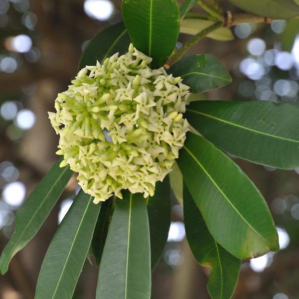 ALSTONIA SCHOLARIS - Image 7