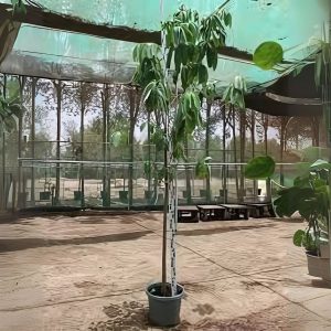 ALSTONIA SCHOLARIS