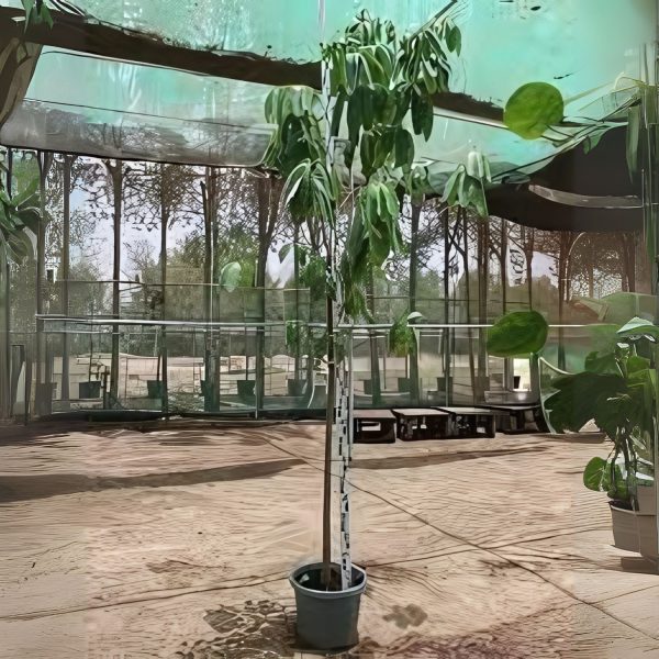 ALSTONIA SCHOLARIS