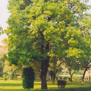 ALSTONIA SCHOLARIS