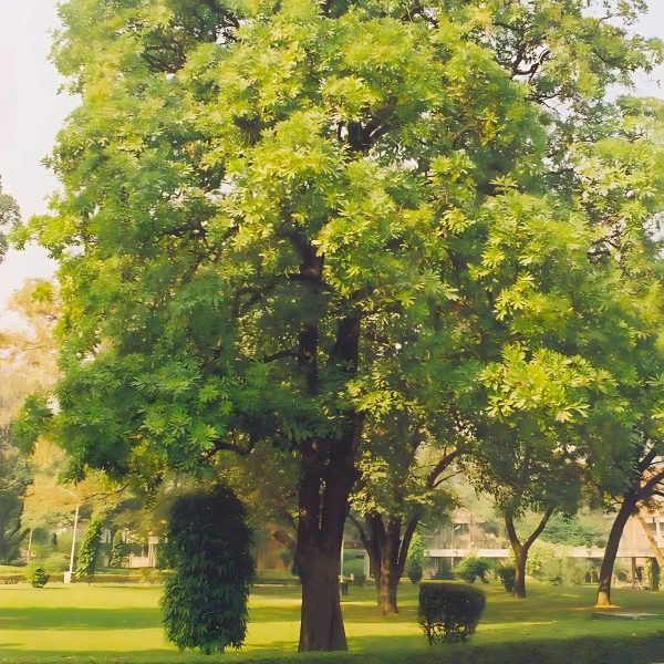 ALSTONIA SCHOLARIS - Image 2