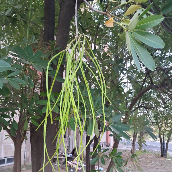 ALSTONIA SCHOLARIS - Image 3