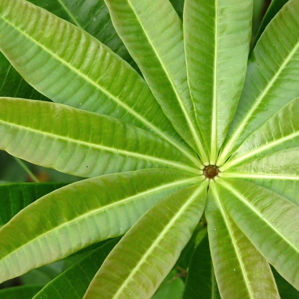ALSTONIA SCHOLARIS - Image 4