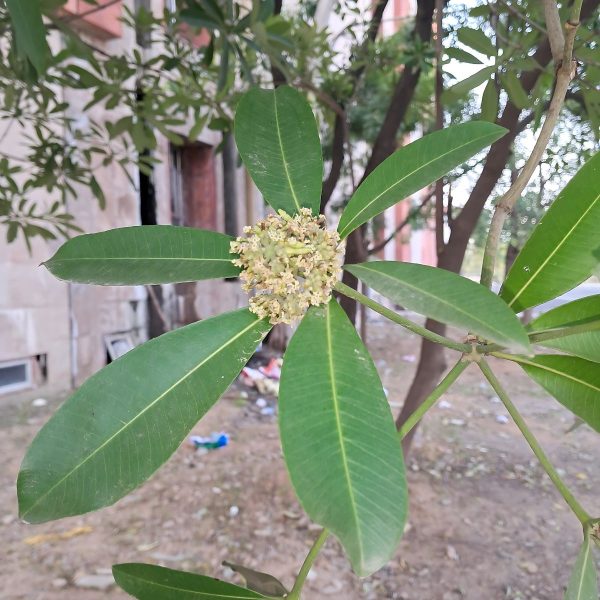 ALSTONIA SCHOLARIS - Image 5