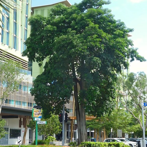 ALSTONIA SCHOLARIS - Image 6