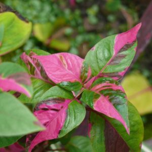 ALTERNANTHERA SPP