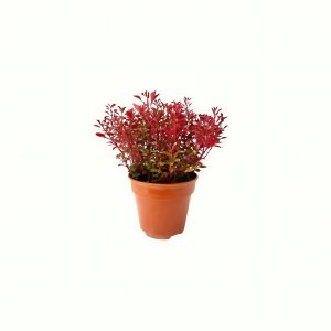 ALTERNANTHERA SPP
