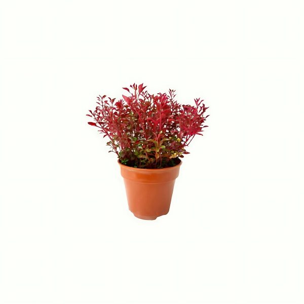 ALTERNANTHERA SPP