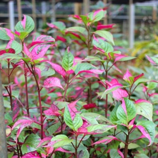 ALTERNANTHERA SPP - Image 3
