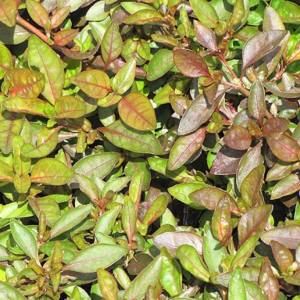 ALTERNANTHERA VERICOLOR - Image 3