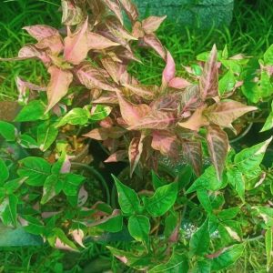 ALTERNANTHERA VERICOLOR