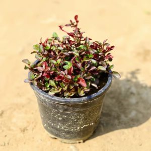 ALTERNANTHERA VERICOLOR
