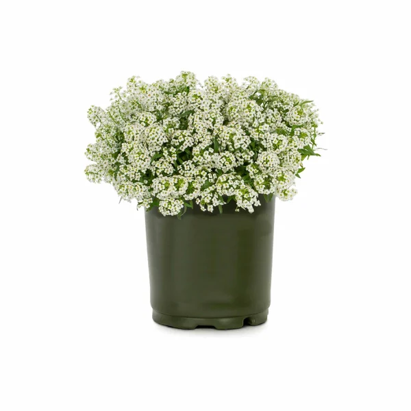 ALYSSUM - Image 3