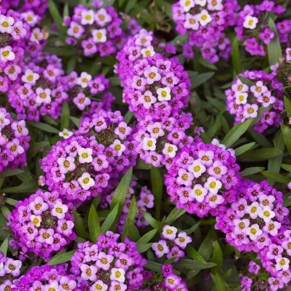 ALYSSUM - Image 4