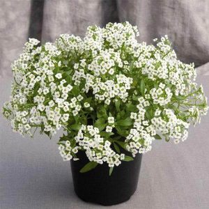 ALYSSUM