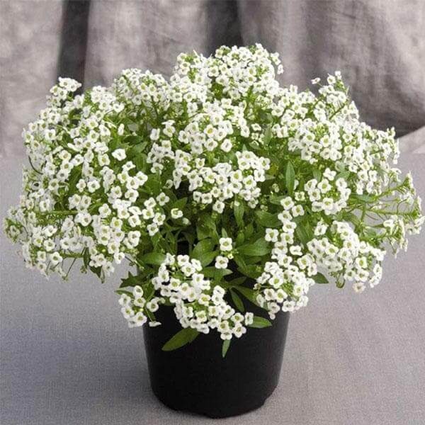 ALYSSUM