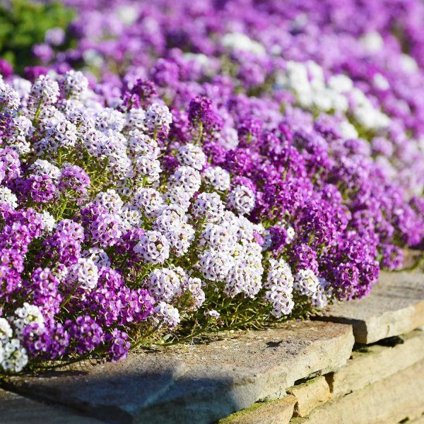 ALYSSUM - Image 2