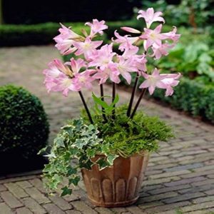 AMARYLLIS BELLADONNA