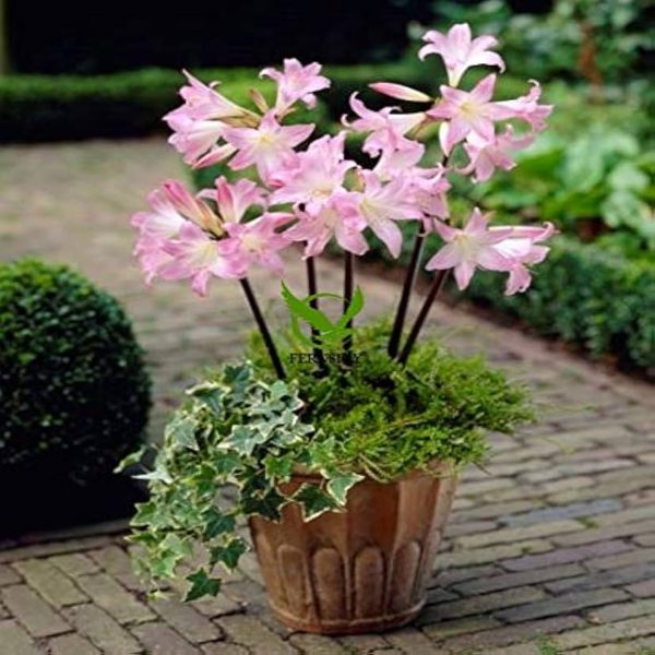 AMARYLLIS BELLADONNA