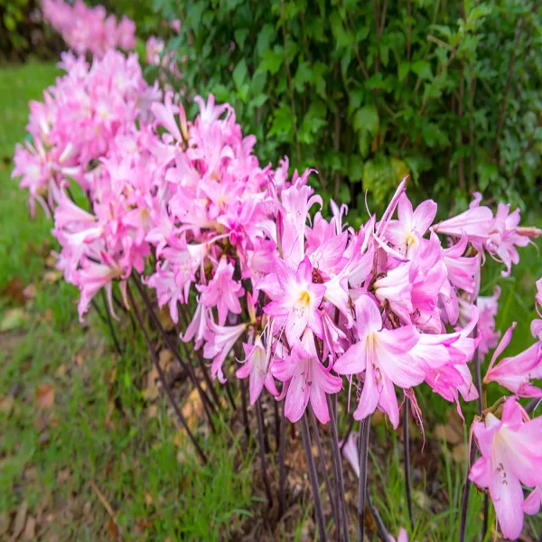 AMARYLLIS BELLADONNA - Image 4