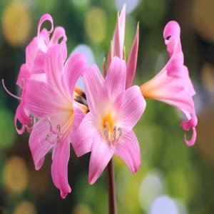 AMARYLLIS BELLADONNA