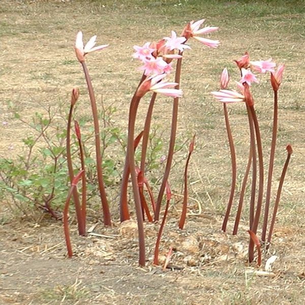 AMARYLLIS BELLADONNA - Image 3