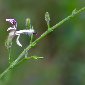 ANDROGRAPHIS PANICULATA