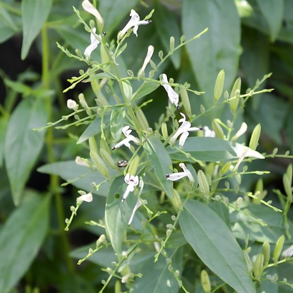 ANDROGRAPHIS PANICULATA - Image 3