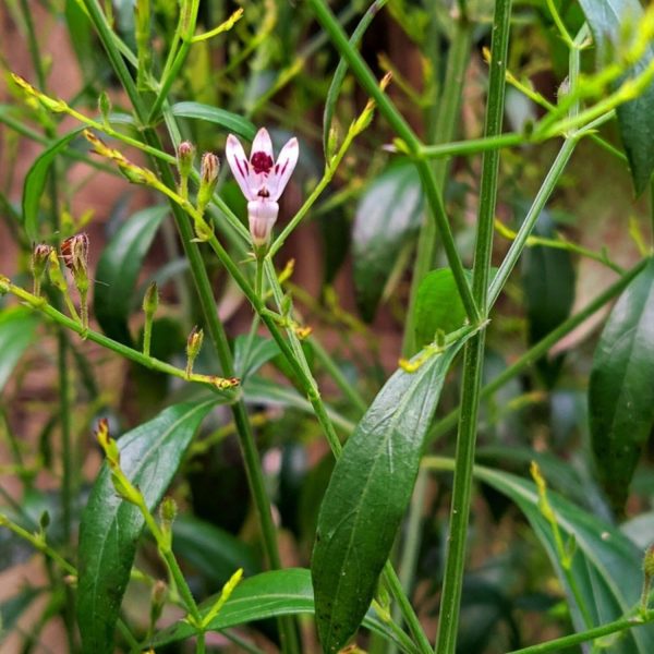 ANDROGRAPHIS PANICULATA - Image 4