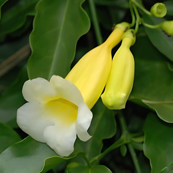 ANEMOPAEGMA CHAM. - Image 2