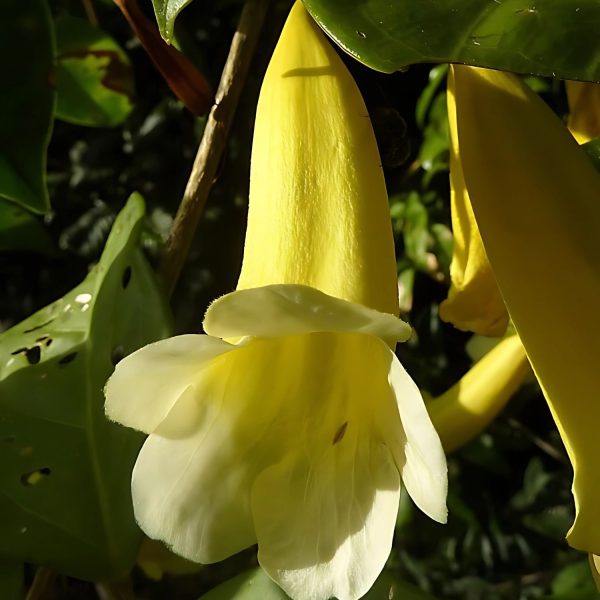 ANEMOPAEGMA CHAM. - Image 3