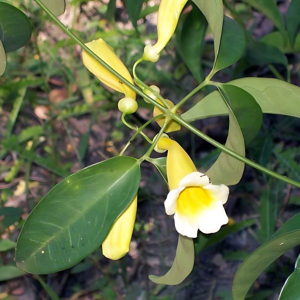 ANEMOPAEGMA CHAM. - Image 4
