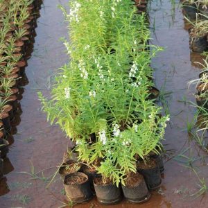 ANGELONIA GRANDIFOLIA