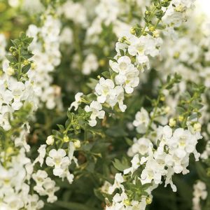 ANGELONIA GRANDIFOLIA