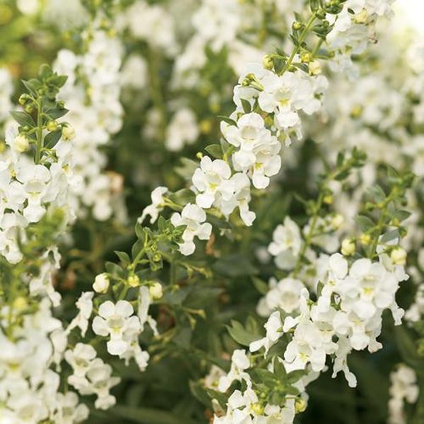ANGELONIA GRANDIFOLIA - Image 2