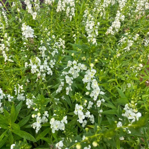 ANGELONIA GRANDIFOLIA - Image 3