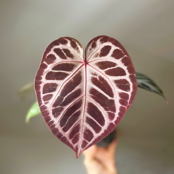 PHP-ANTHURIUM AN. HYBRIDS - Image 3