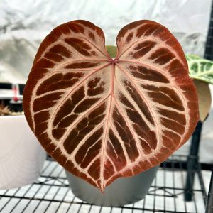 HP-ANTHURIUM AN. HYBRIDS
