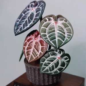 HP-ANTHURIUM AN. HYBRIDS