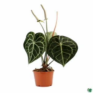 PHP-ANTHURIUM CLARINERVIUM