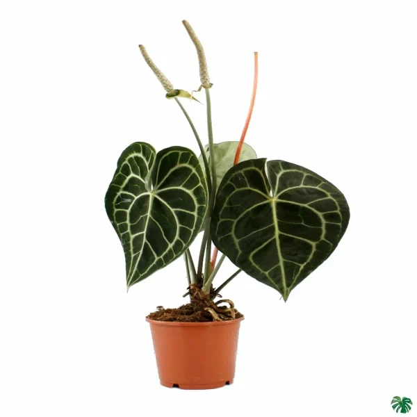 PHP-ANTHURIUM CLARINERVIUM