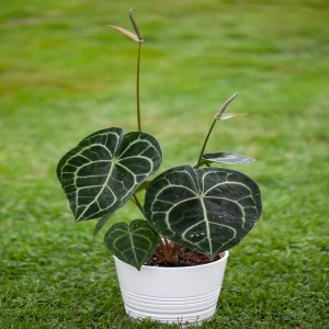 PHP-ANTHURIUM CLARINERVIUM