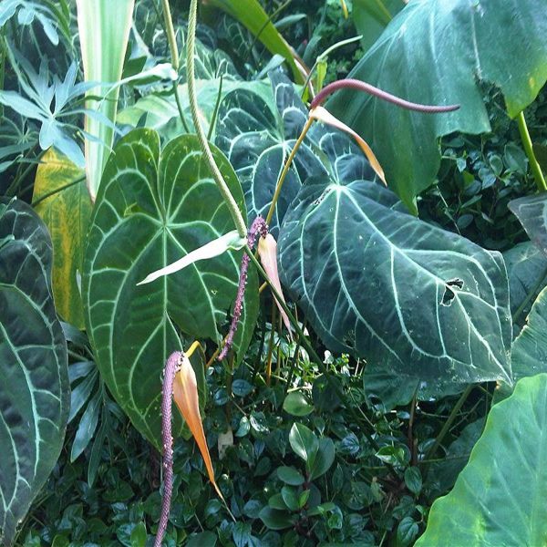 PHP-ANTHURIUM CRYSTALLINUM - Image 3