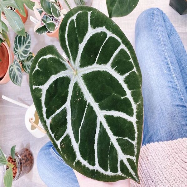 PHP-ANTHURIUM CRYSTALLINUM - Image 4