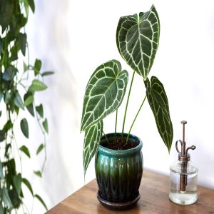 HP-ANTHURIUM CRYSTALLINUM
